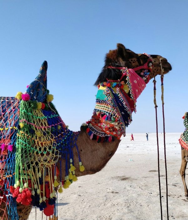 a couple of camels that are standing in the sand